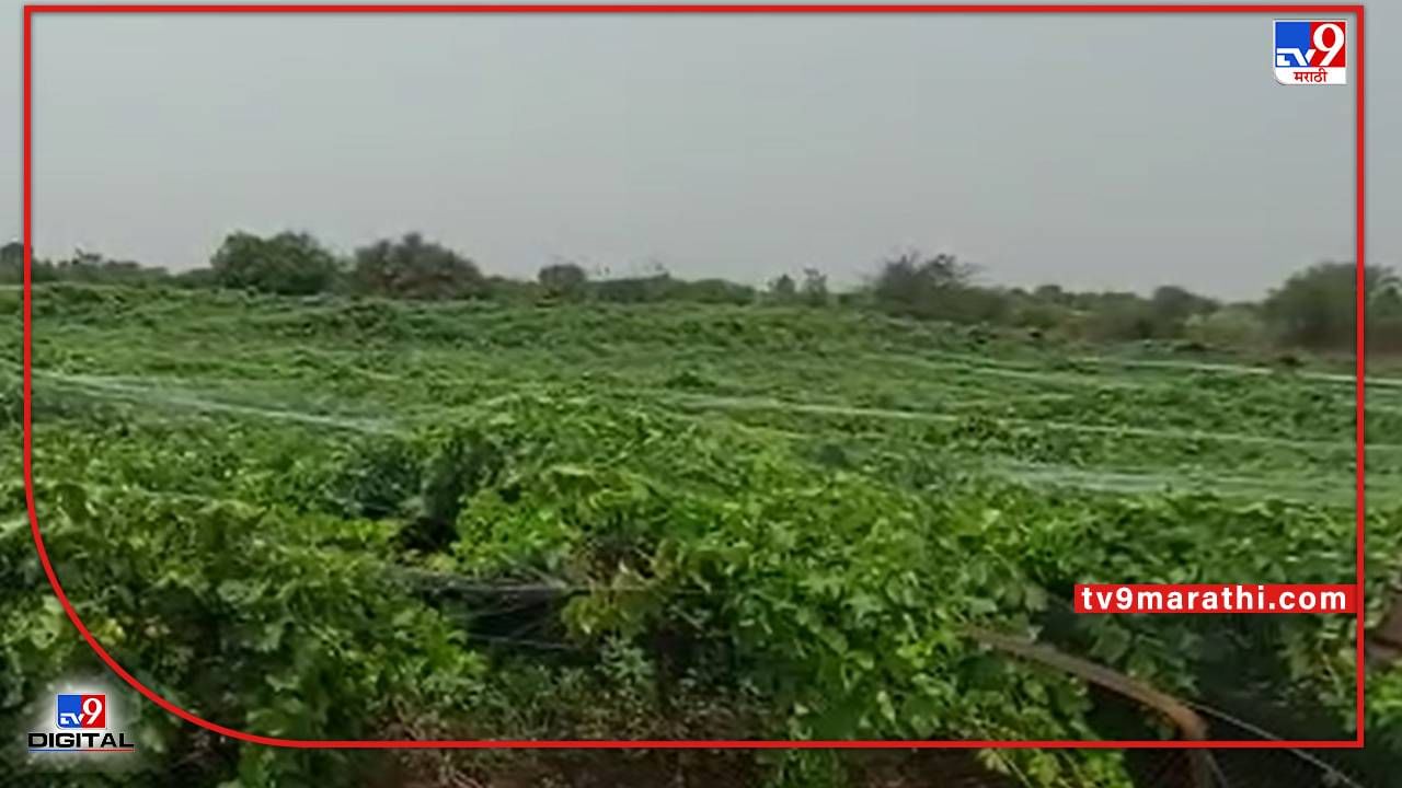 Solapur : अखेर ज्याची भीती तेच घडले, निसर्गाच्या लहरीपणामुळे शेतकऱ्यांचे गणितच बिघडले