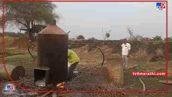 Turmeric Crop: वाढत्या उन्हाचा असा हा परिणाम, हळद काढणी दिवसा अन् रात्रीतून प्रक्रिया