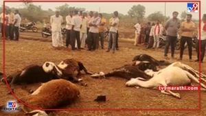 Sangli : ह्रदय पिळवटून टाकणारं चित्रं, वीज कोसळल्याने मेंढपाळासह 10 मेंढ्यांचा मृत्यू