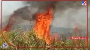 Sugarcane Fire : महावितरणचा असा हा 'शॉक', गतवर्षीच्या घटनेची पुनरावृत्ती, उसाचे क्षेत्रही अ्न कारणही तेच