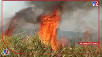 Sugarcane Fire : महावितरणचा असा हा शॉक, गतवर्षीच्या घटनेची पुनरावृत्ती, उसाचे क्षेत्रही अ्न कारणही तेच