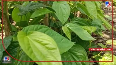 Success Story : पानमळ्याने फुलले शेतकऱ्यांचे जीवन, 20 गुंठ्यामध्ये 10 कुटुंबाचा उदरनिर्वाह