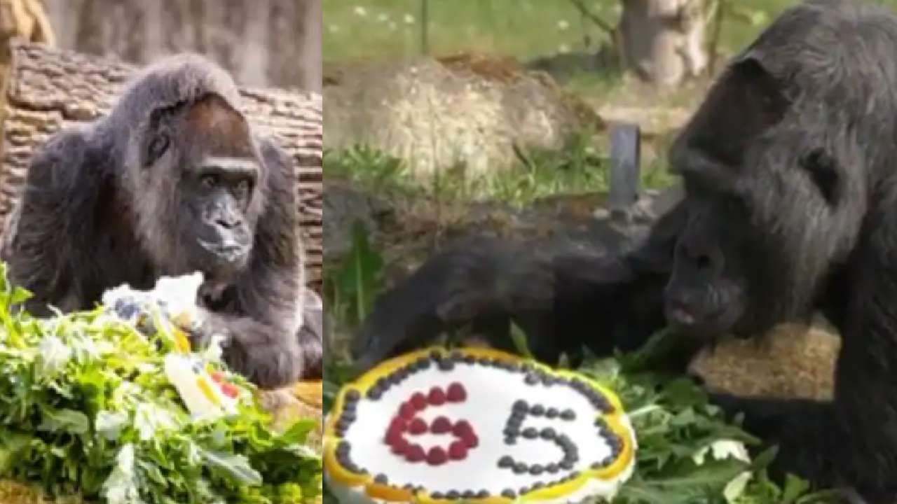 Video : गोरिलाची पासष्ठी, केक खात 65 वा वाढदिवस साजरा, हॅपी बर्थ डे गोरिला!