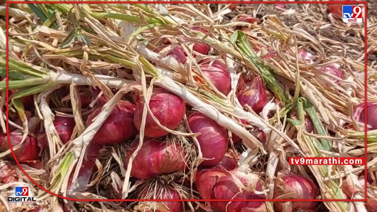 Onion : नादच केलाय ग्रेट!! कांद्याचे एकरी उत्पन्न पाहून खुद्द कुलगुरूच पोहोचले बांधावर, अहमदनगरच्या शेतकऱ्याची Success Story