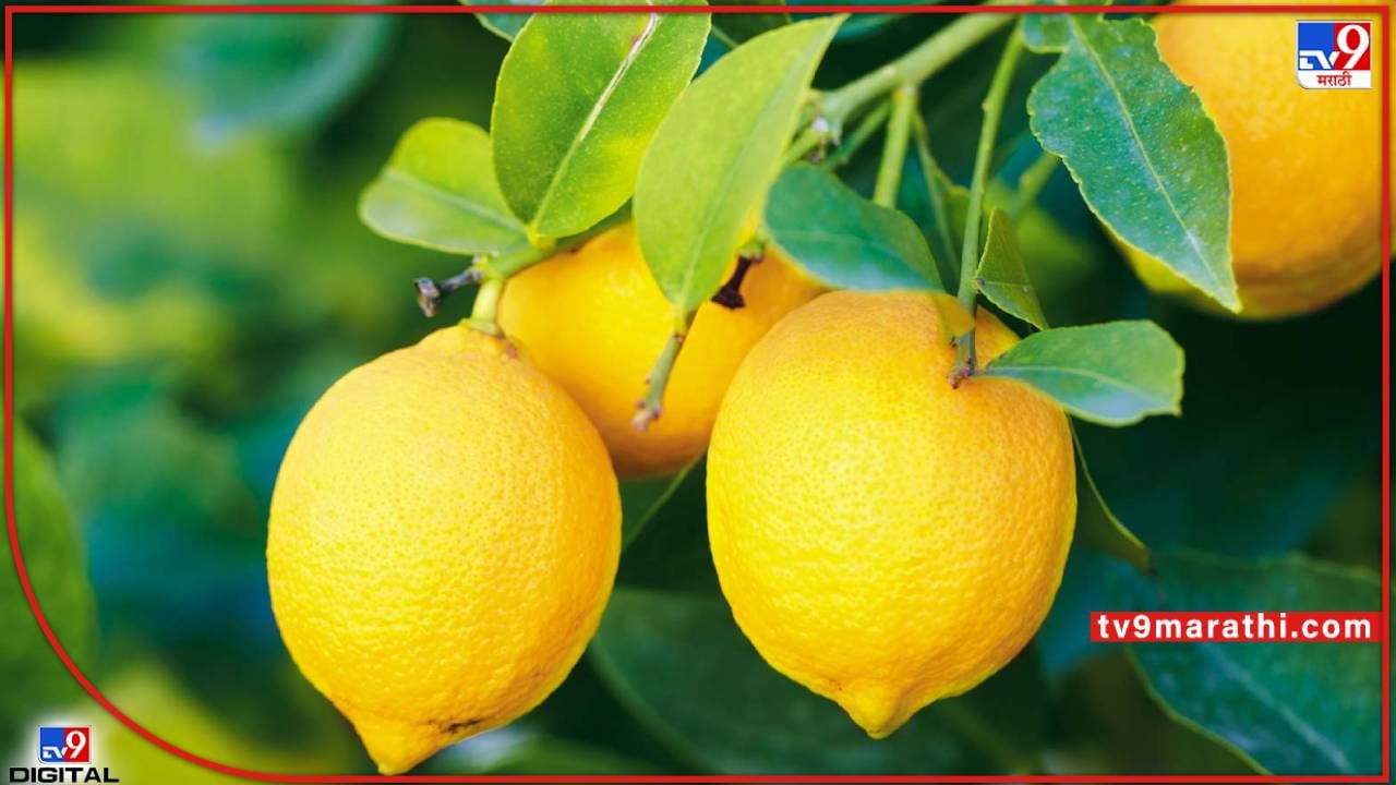 Lemon Price Hike : गल्लीपासून दिल्लीपर्यंत महागाईचा पारा वाढला; लिंबाचे भाव किलोमागे अडीचशे रुपयांवर