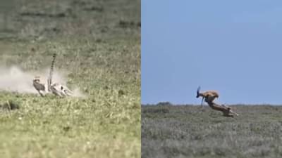 Video : चित्ता आणि हरणामध्ये झटापट, हरणाच्या त्या झेपेची सोशल मीडियावर चर्चा, व्हीडिओ एकदा बघाच...