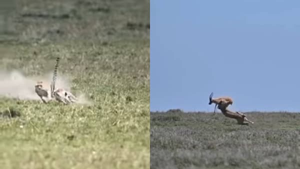 Video : चित्ता आणि हरणामध्ये झटापट, हरणाच्या त्या झेपेची सोशल मीडियावर चर्चा, व्हीडिओ एकदा बघाच...