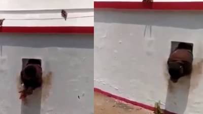Video :  मंदिरात चोरी करायला गेला आणि खिडकीत अडकला, नेटकरी म्हणतात, “जैसे कर्म तैसे फळ!”