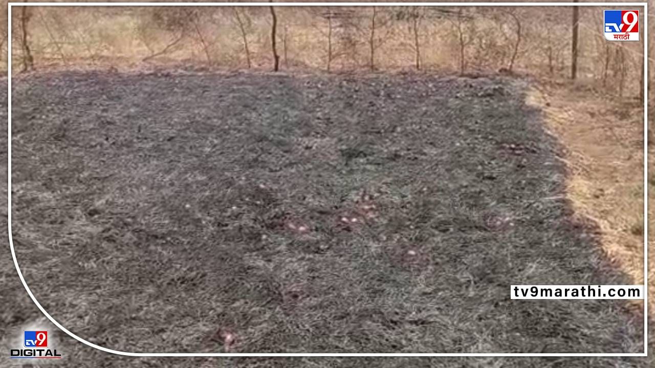 Akola Fire | अकोल्यातील शेतकऱ्याच्या स्वप्नाची राखरांगोळी, कांद्याने डोळ्यात आणले पाणी, 80 क्विंटल कांदा जळून खाक!