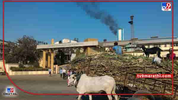 Sugarcane : अतिरिक्त उसावर आता निसर्गाचीही अवकृपा, पश्चिम महाराष्ट्रातील हार्वेस्टर मराठवाड्यात मग अडसर कशाचा?