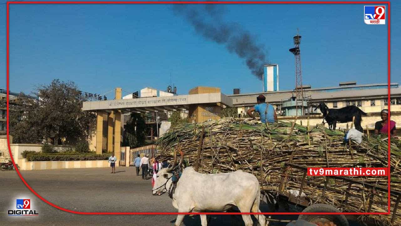 Sugarcane Sludge : पावसामुळे वाढला उसाचा गोडवा, साखर उत्पादनात महाराष्ट्रच नंबर वन..!