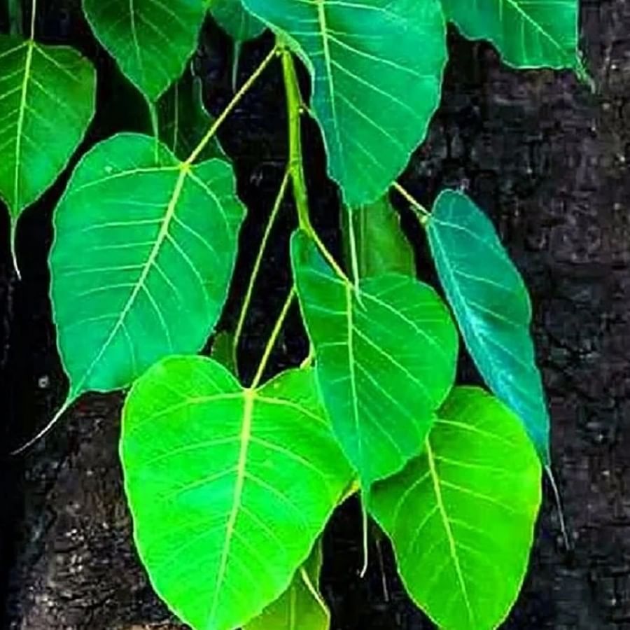 रविवारच्या दिवशी संध्याकाळी पिंपळाच्या झाडाखाली चौमुख दिवा लावावा. यामुळे देवी लक्ष्मी प्रसन्न होऊन धनलाभ होऊ शकतो. यादिवशी कपाळावर चंदनाचा टिळा लावणंही शुभ मानलं जातं. 
