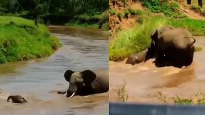 Video : लेकराला वाहू जाताना पाहून आईचा जीव कासावीस, हत्तीणीचा व्हीडिओ व्हायरल...