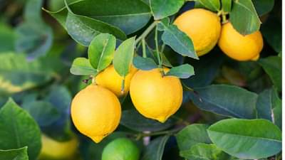 Lemon: आता उतरती कळा, हंगामाच्या अंतिम टप्प्यात कांद्याचे तेच लिंबाचे, बाजारपेठेतले चित्र नेमके काय ?