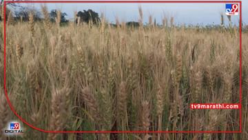 Wheat Crop : गव्हाबाबत केंद्र सरकारची बदलती धोरणे, शेतकऱ्यांच्या फायदा की तोटा..!