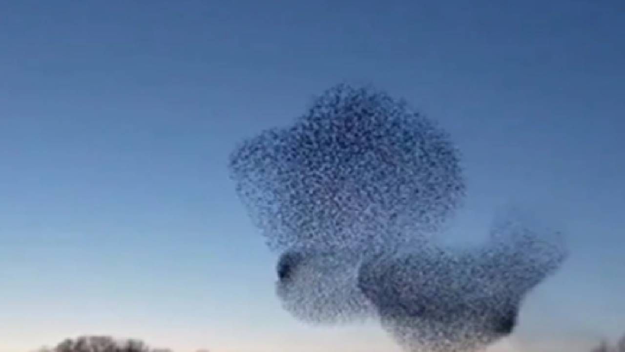 Video : पक्ष्यांना 'याड लागलं', डोळ्याचं पारणं फेडणारा व्हीडिओ, एकदा बघाच...
