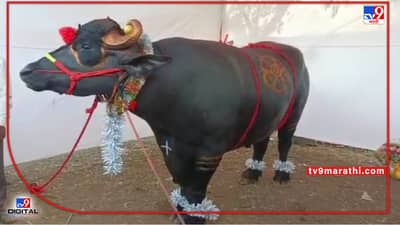 Agricultural Exhibition: दीड टन वजनाच्या गजेंद्र रेड्याचा रुबाबच वेगळा,कोट्यावधीची बोली अन् मालकाची ना..