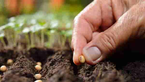 Soybean : धास्ती रासायनिक खताची अन् दर वाढले सोयाबीन बियाणाचे, खरिपाच्या तोंडावर महाबीजचा निर्णय
