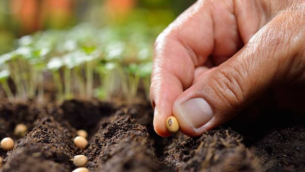 Kharif Season : गावनिहाय होतेय खरीप हंगामाचे नियोजन, शेतकऱ्यांसाठी कोणत्या 25 बाबी महत्वाच्या ?