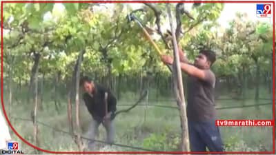 Nashik Vineyards : पोटच्या लेकराप्रमाणं जपलेल्या द्राक्ष बागेवर कुऱ्हाडीचे घाव; शेतकऱ्याची व्यथा काय?