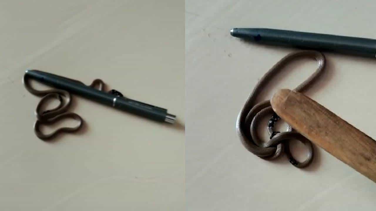 Snake Video : सांगलीच्या आटपाडी तालुक्यात आढळला दुर्मीळ पोवळा साप, जाणून घ्या या सापाविषयी...