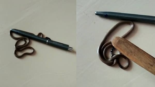 Snake Video : सांगलीच्या आटपाडी तालुक्यात आढळला दुर्मीळ पोवळा साप, जाणून घ्या या सापाविषयी...