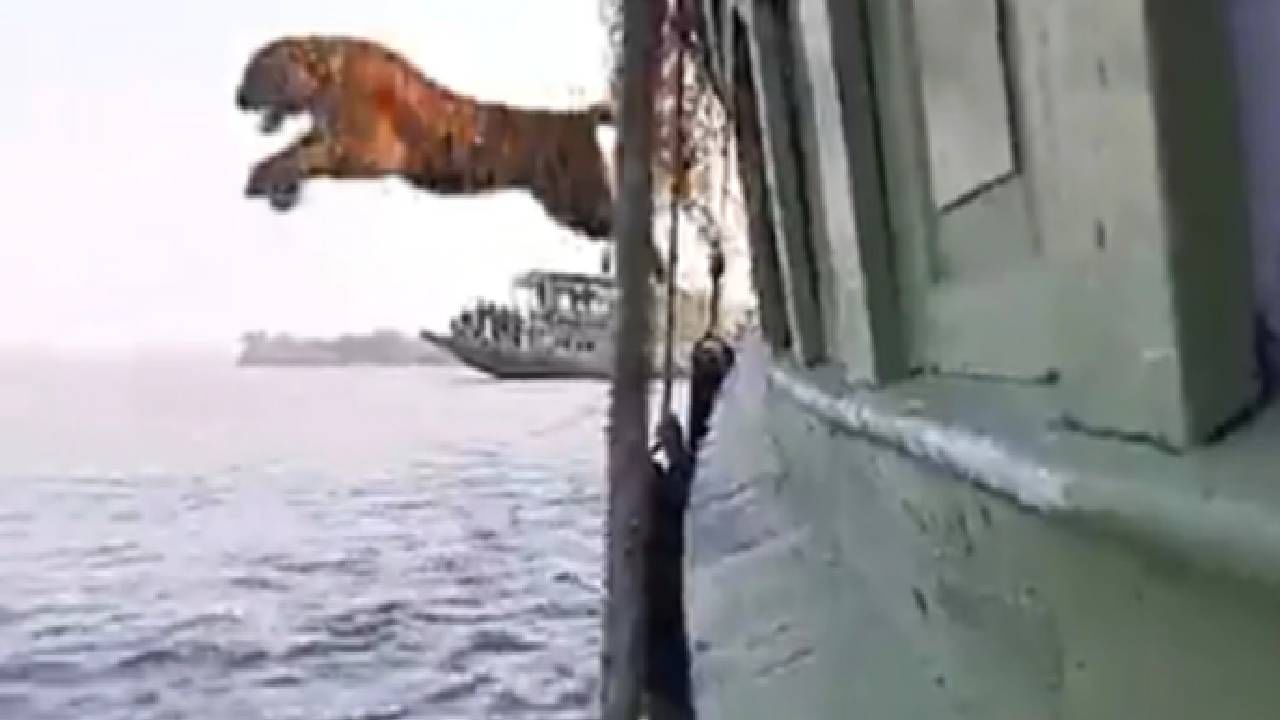 Video : वाघाची जहाजातून पाण्यात उडी, पश्चिम बंगालच्या सुंदरबनमधला व्हीडिओ सोशल मीडियावर व्हायरल
