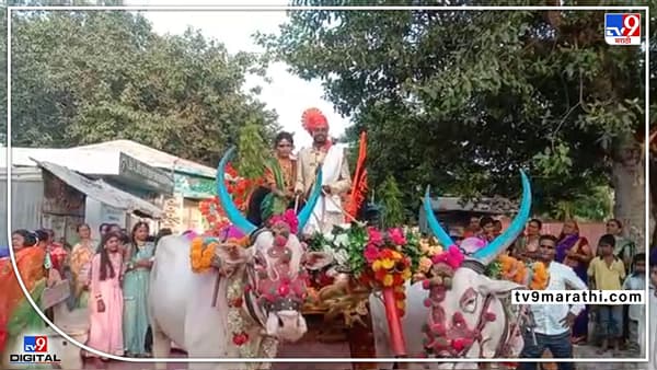 Video: कार, बाईक नको रे बाबा...त्यापेक्षा आपली बैलगाडीचं बरी; अन् वरात निघाली देवगावला