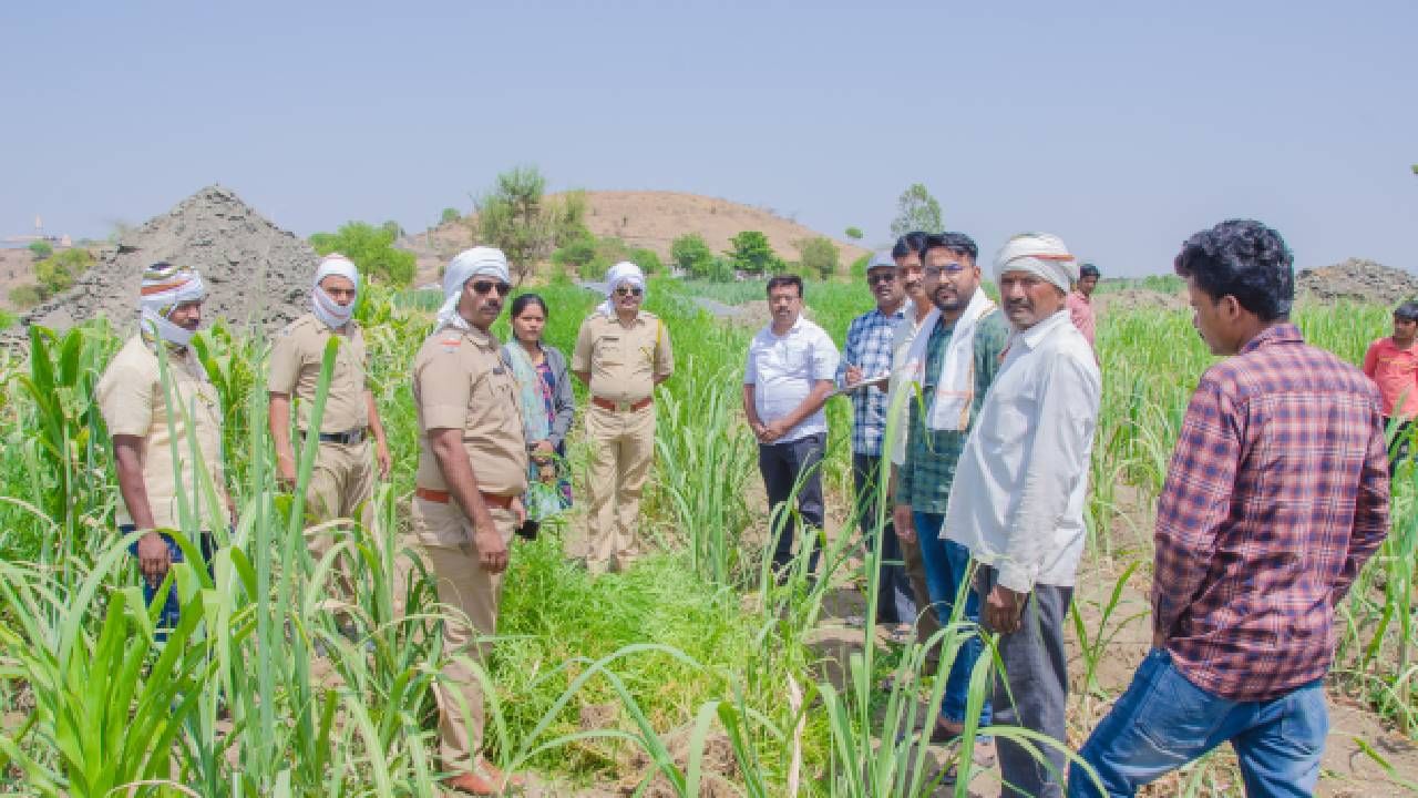 Beed : उसाच्या शेतामध्ये गांजाचे आंतरपिक, उसापेक्षा गांजाच वाढल्याने फुटले बिंग Beed : उसाच्या शेतामध्ये गांजाचे आंतरपिक, उसापेक्षा गांजाच वाढल्याने फुटले बिंग