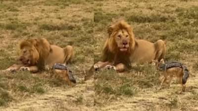 Video : सिंहाचा एक कटाक्ष आणि तरस गपगार... 5 सेकंद वेळ काढून हा व्हीडिओ बघाच...