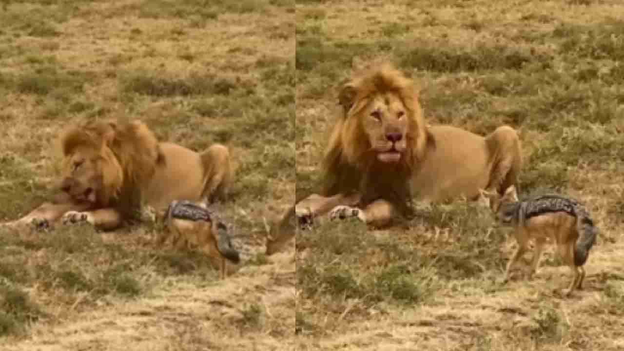 Video : सिंहाचा एक कटाक्ष आणि तरस गपगार... 5 सेकंद वेळ काढून हा व्हीडिओ बघाच...