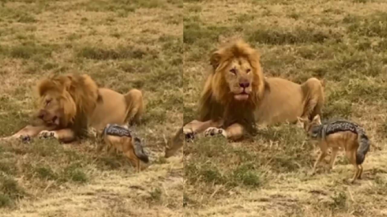 Video : सिंहाचा एक कटाक्ष आणि तरस गपगार... 5 सेकंद वेळ काढून हा व्हीडिओ बघाच...