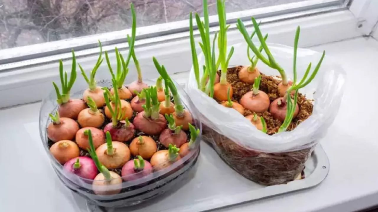 Onion health benefits तुम्हीही या प्रकारचा कांदा खाणे टाळता? मग वाचा