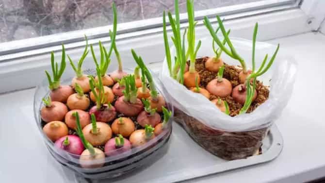 Onion health benefits | तुम्हीही या प्रकारचा कांदा खाणे टाळता? मग वाचा होणारे फायदे!