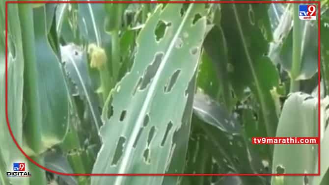 Summer Crop: मका पिकाला अमेरिकन लष्करी अळीने घेरले, उत्पादनात घट अन् चाऱ्याचाही प्रश्न