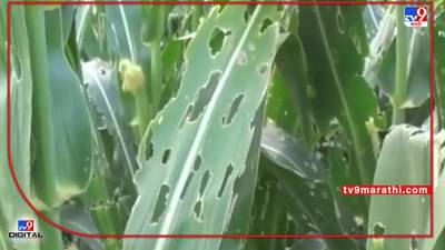 Summer Crop: मका पिकाला अमेरिकन लष्करी अळीने घेरले, उत्पादनात घट अन् चाऱ्याचाही प्रश्न