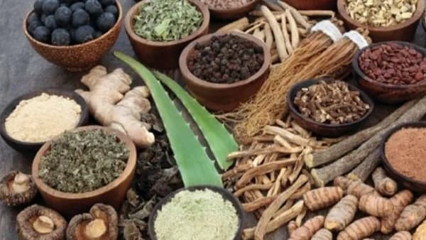Traditional Medicine : पारंपरिक औषध केंद्र ठरणार गेमचेंजर, अॅलोपॅथीला टक्कर; WHO चं गुजरातमध्ये सेंटर