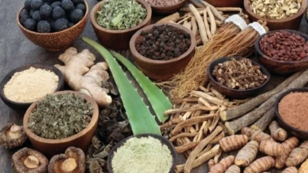 Traditional Medicine : पारंपरिक औषध केंद्र ठरणार गेमचेंजर, अ‍ॅलोपॅथीला टक्कर; WHO चं गुजरातमध्ये सेंटर