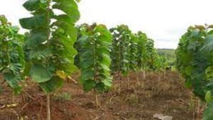 Sagwan Farming : या झाडाची लागवड करून झटपट व्हा श्रीमंत, काही वर्षांतच बनणार करोडपती !