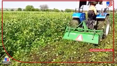 Solapur : दुष्काळात तेरावा, बोगस बियाणांमुळे 4 एकरावर बहरलेल्या सोयाबीनवर फिरवला रोटर