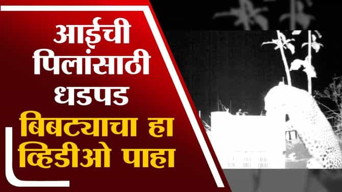 Video : ती दोन पिल्ल अखेर मादी बिबट्यापर्यंत पोहोचली, अशी झाली आई-मुलांची भेट