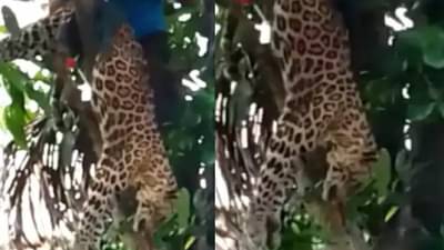 Video : बिबट्याला वाचवण्यासाठी स्थानिक सरसावले, सुटकेचा थरार कॅमेऱ्यात कैद