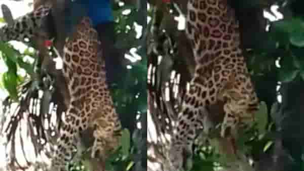 Video : बिबट्याला वाचवण्यासाठी स्थानिक सरसावले, सुटकेचा थरार कॅमेऱ्यात कैद
