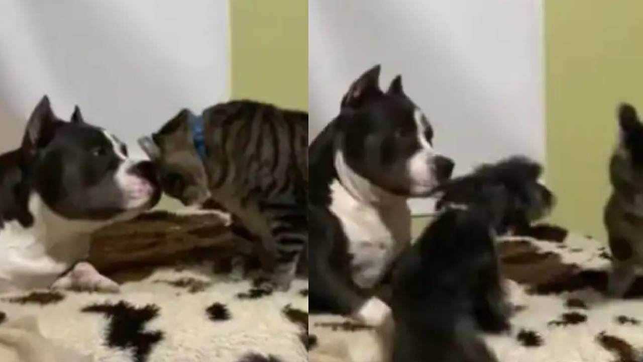 Video : कुत्रा आणि मांजराची लुटूपुटूची भांडणं, व्हीडिओ पाहून खऱ्या मित्राची व्याख्या कळेल...