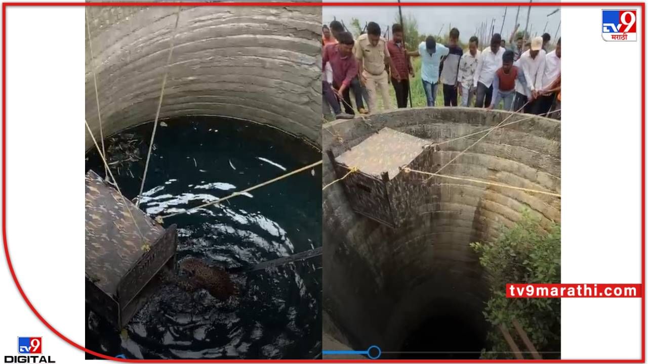 Nashik leopard rescue video: बिबट्याला वनविभागाचे जीवदान; पिंजरा विहिरीत सोडून केली सुटका!