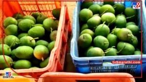 Jalna : सेंद्रीय शेती पध्दतीने आंब्याचा वाढला गोडवा, एका एकरामध्ये 4 लाखाचे उत्पन्न