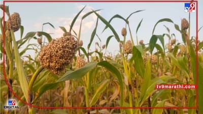 Summer Season : मराठवाड्यात ज्वारीचे क्षेत्र घटले मात्र, विदर्भातील शेतकऱ्यांना बाजारपेठेचे गणित कळले..!
