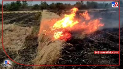 Akola : शेतकऱ्याच्या डोळ्यादेखत स्वप्नांचा चुराडा, शॉर्ट सर्किटमुळे हातातोंडाशी आलेला गहू आगीच्या भक्ष्यस्थानी