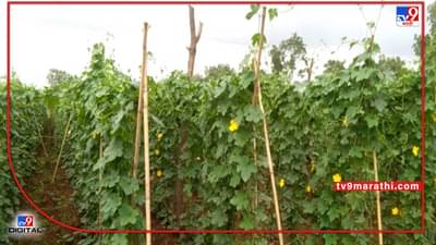 Pest Management: वेलवर्गीय पिकांवर किडींचा प्रादुर्भाव, व्यवस्थापन करा अन् उत्पादन वाढवा