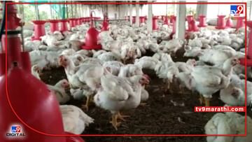 Poultry Farmers: कोरोनानंतर आता पुन्हा पोल्ट्री व्यावसायिक संकटात; अतिउष्णतेमुळे कोंबड्या मृत, कोंबड्यांना वाचवण्यासाठी खर्च वाढला
